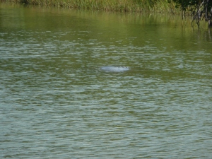 Manatee with visible propeller scars